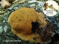 Fuligo leviderma-amf2001